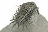 Flying Crotalocephalus Trilobite - Rare Species #244266-2